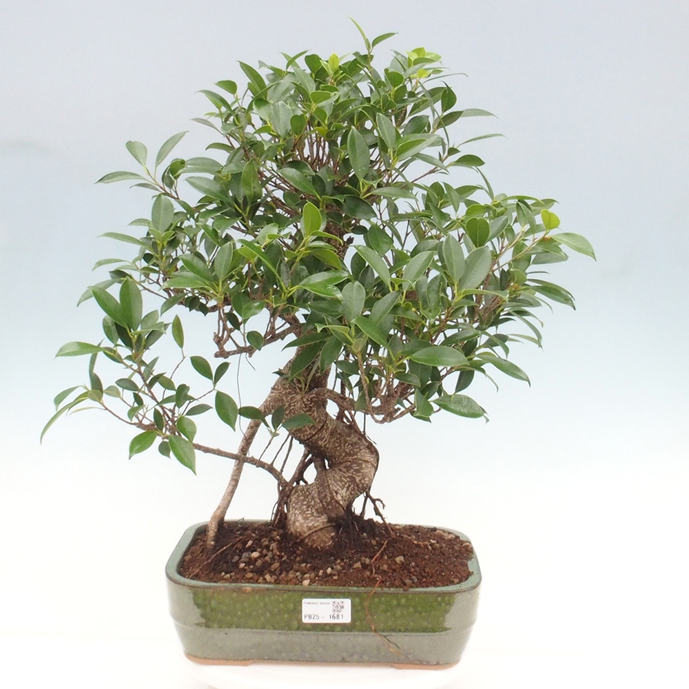 Indoor bonsai - Ficus kimmen - small-leaved ficus