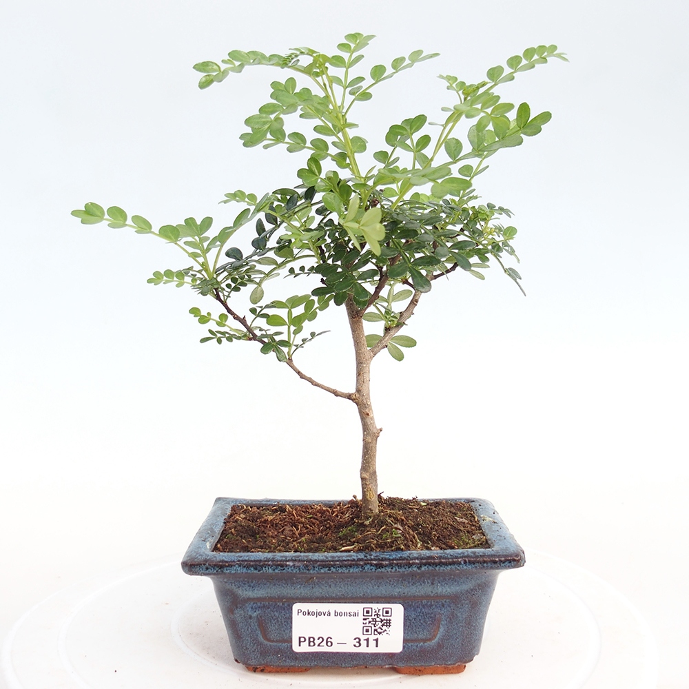 Room bonsai - Zantoxylum piperitum - pepper tree