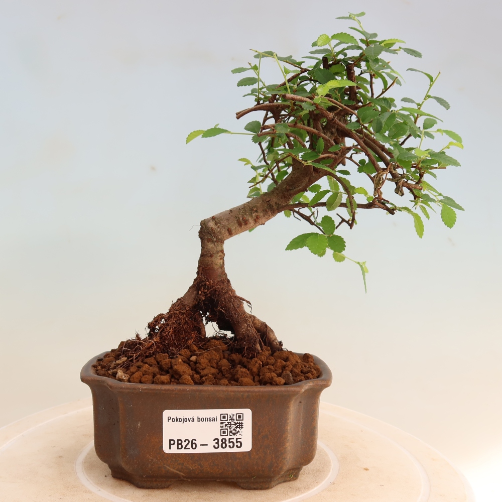Room bonsai - Ulmus parvifolia - Small-leaved elm