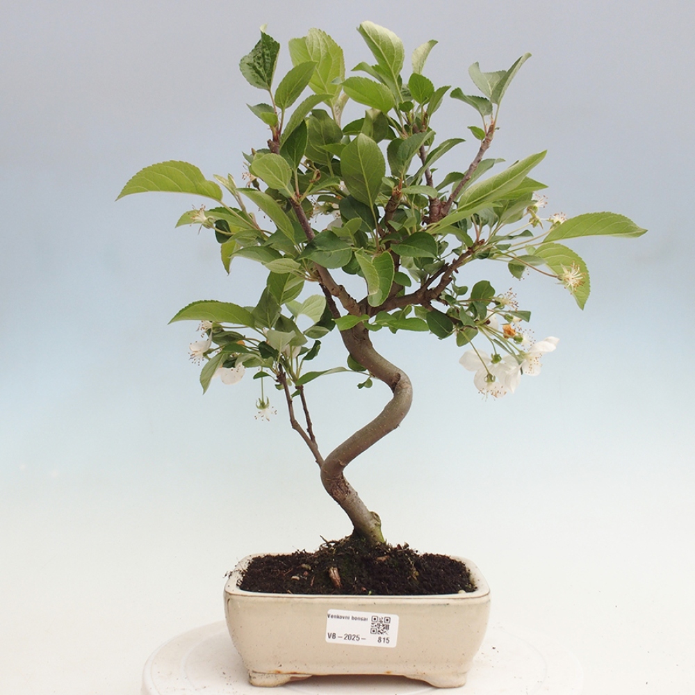 Outdoor bonsai - Malus halliana - Small-fruited apple tree