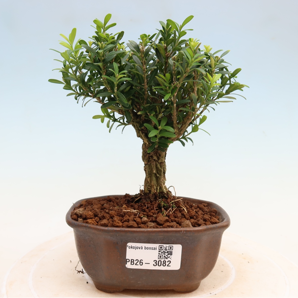 Room bonsai - Buxus harlandii - cork buxus