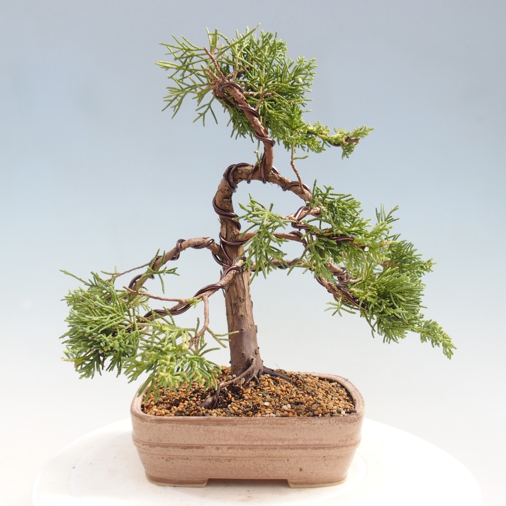 Outdoor bonsai - Juniperus chinensis Kishu