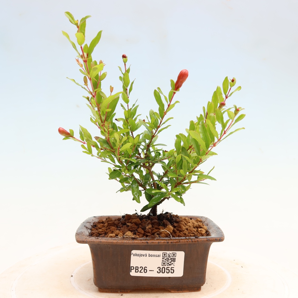 Room bonsai-PUNICA granatum nana-Granate apple