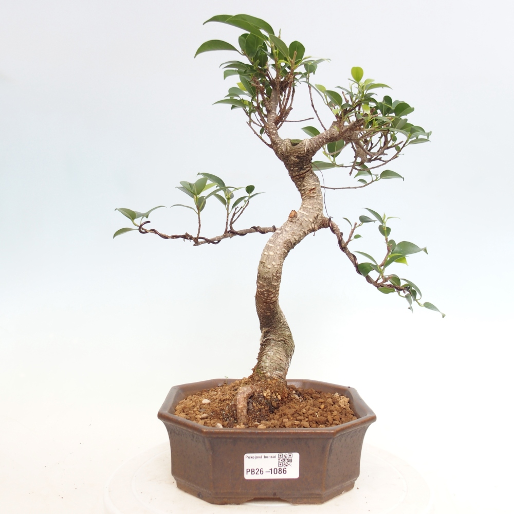Room bonsai - Ficus retusa - small-leaved ficus