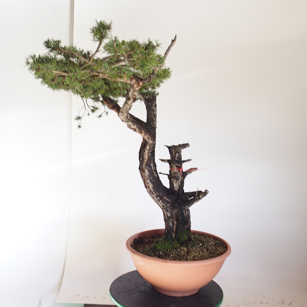 Yamadori - Pinus sylvestris Spain