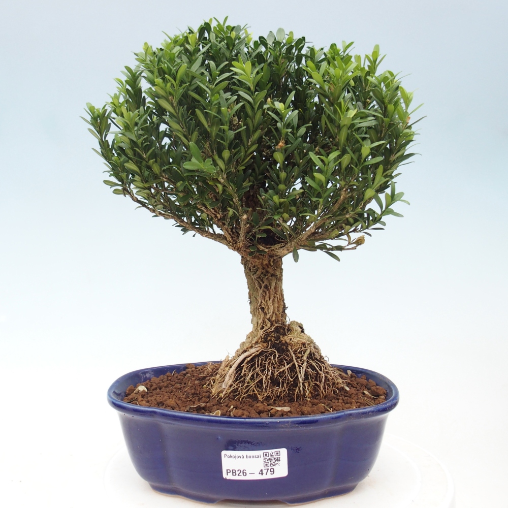 Room bonsai - Buxus harlandii - cork buxus