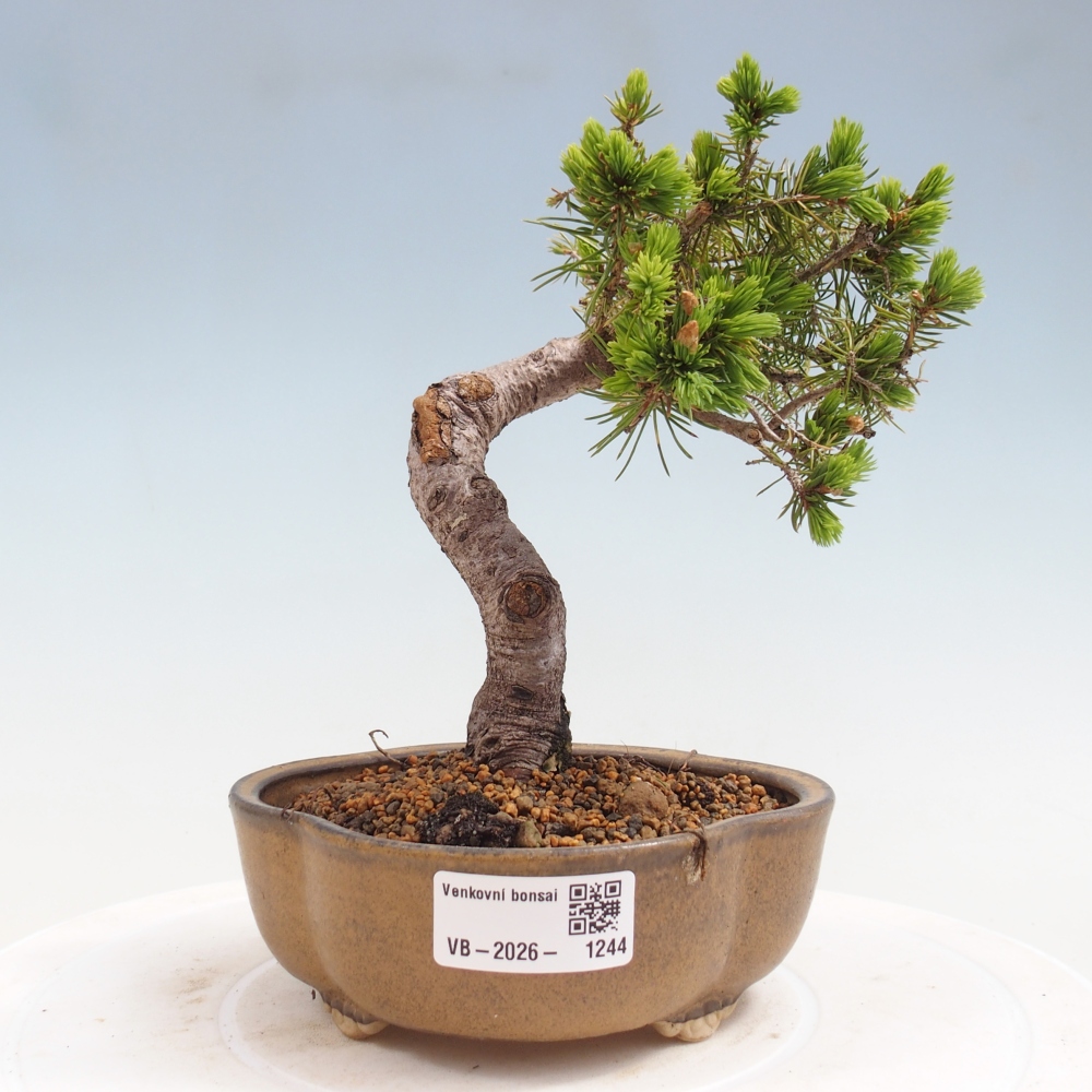 Outdoor bonsai - Spruce - Picea glauca globe