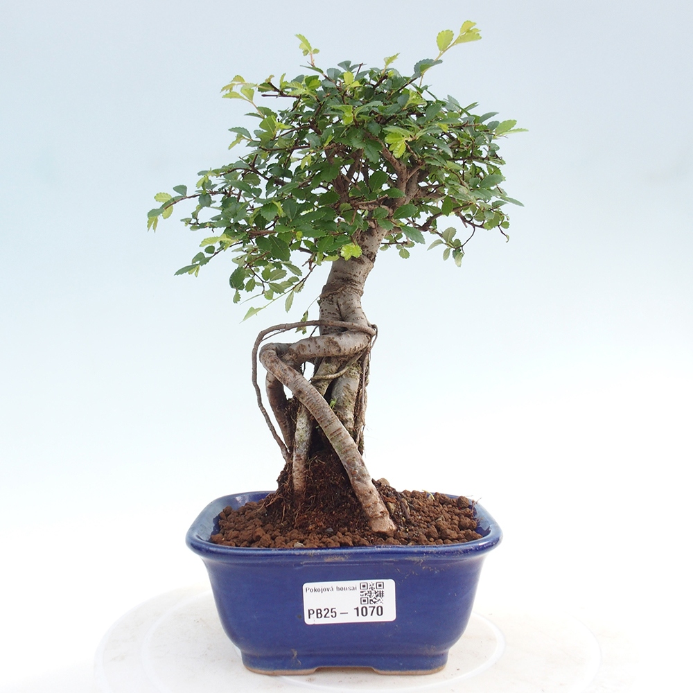 Room Malolistý elm bonsai