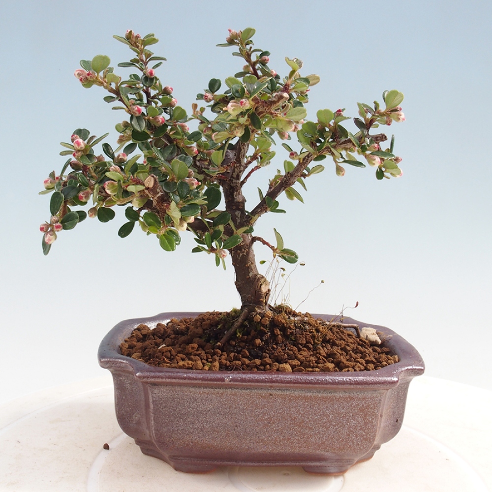 Outdoor bonsai - Cotoneaster horizontalis - Rock tree