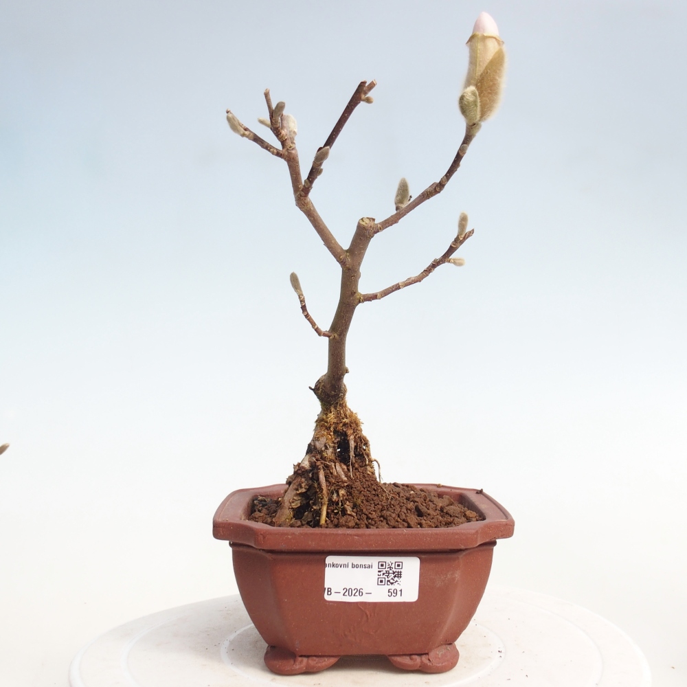 Outdoor bonsai - Magnolia stellata