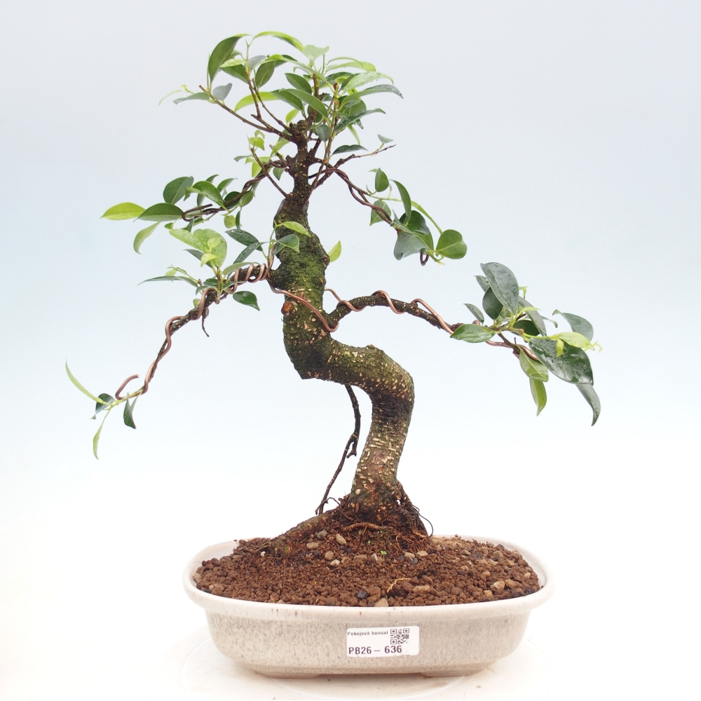 Room bonsai - Ficus kimmen - small-leaved ficus