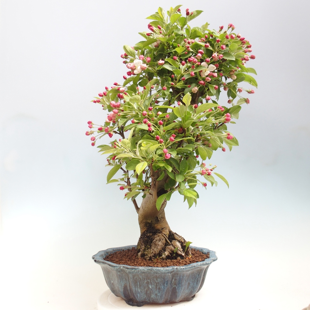 Outdoor bonsai -Malus halliana - Small-fruited apple tree