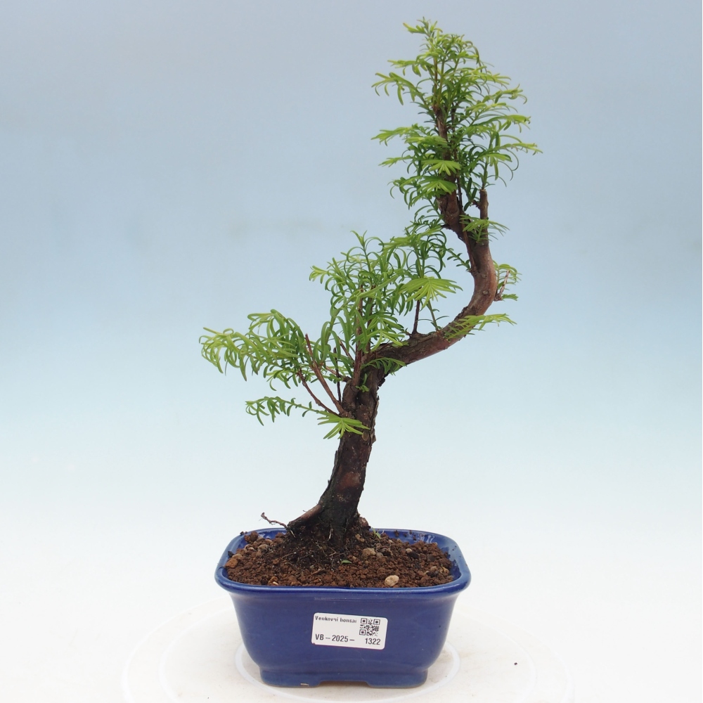 Outdoor bonsai - Metasequoia glyptostroboides - Chinese Metasequoia