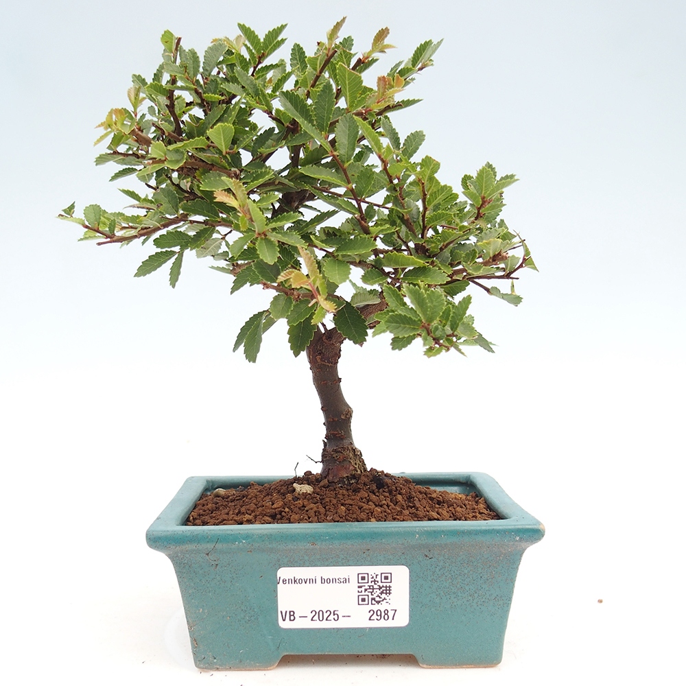 Outdoor bonsai - Ulmus parvifolia Sagei - Small-leaved elm