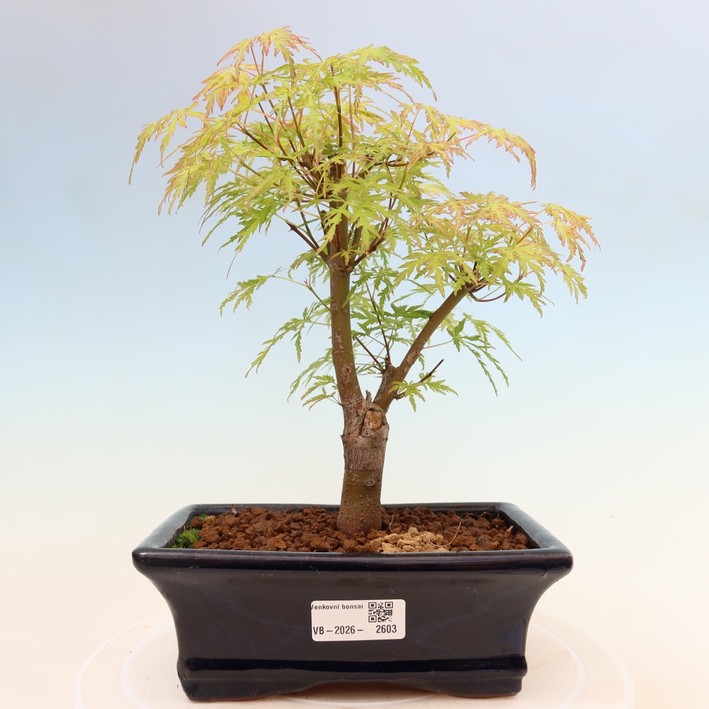 Outdoor Bonsai - Acer palmatum Dissectum - Japanese Maple 
