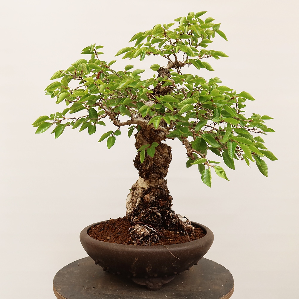 Outdoor bonsai - Carpinus Coreana - Korean hornbeam
