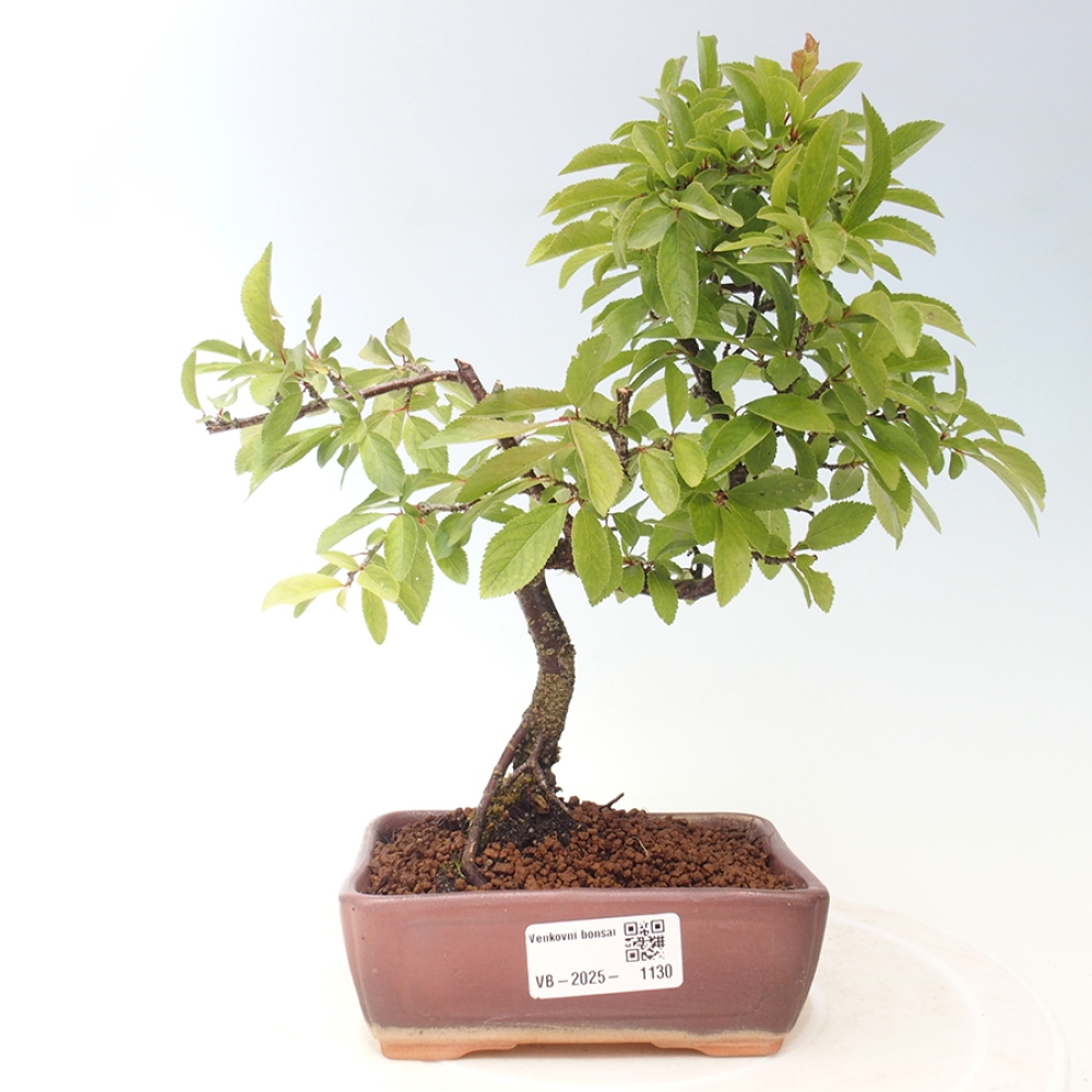 Outdoor bonsai - Prunus spinosa - blackthorn