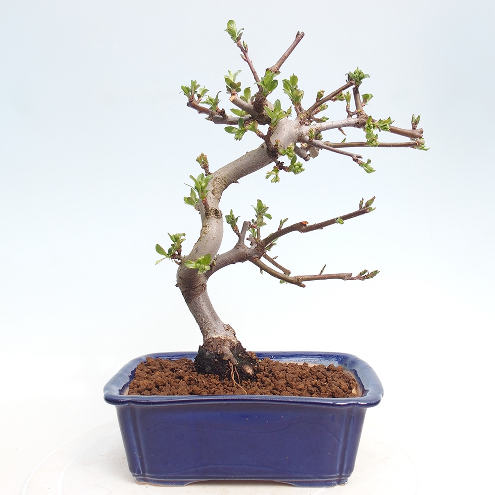 Outdoor bonsai - Malus sargentii - Small-fruited apple tree