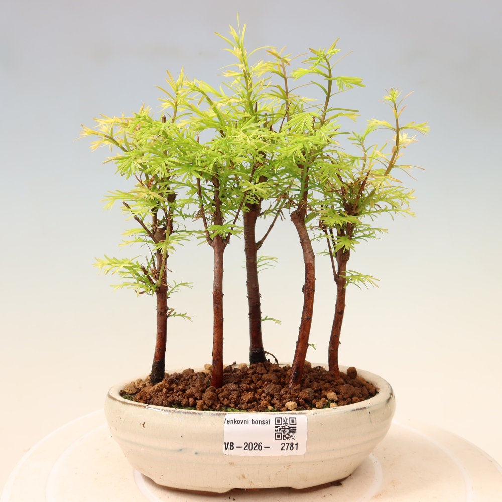 Outdoor Bonsai - Metasequoia glyptostroboides - Chinese Metasequoia - Grove