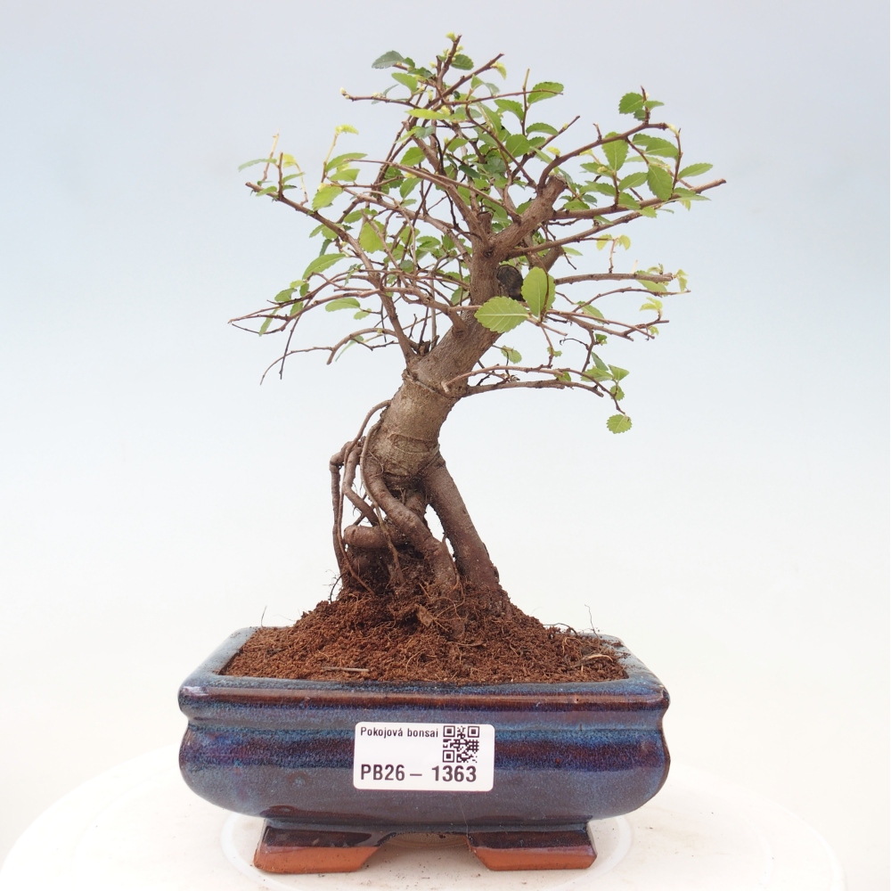 Room bonsai - Ulmus parvifolia - Small-leaved elm