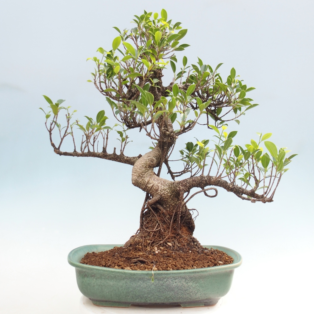 Room bonsai - Ficus kimmen - small-leaved ficus