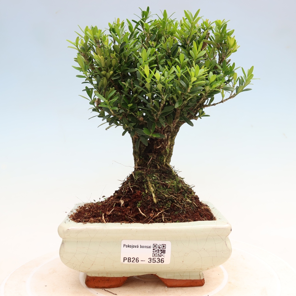 Room bonsai - Buxus harlandii - cork buxus