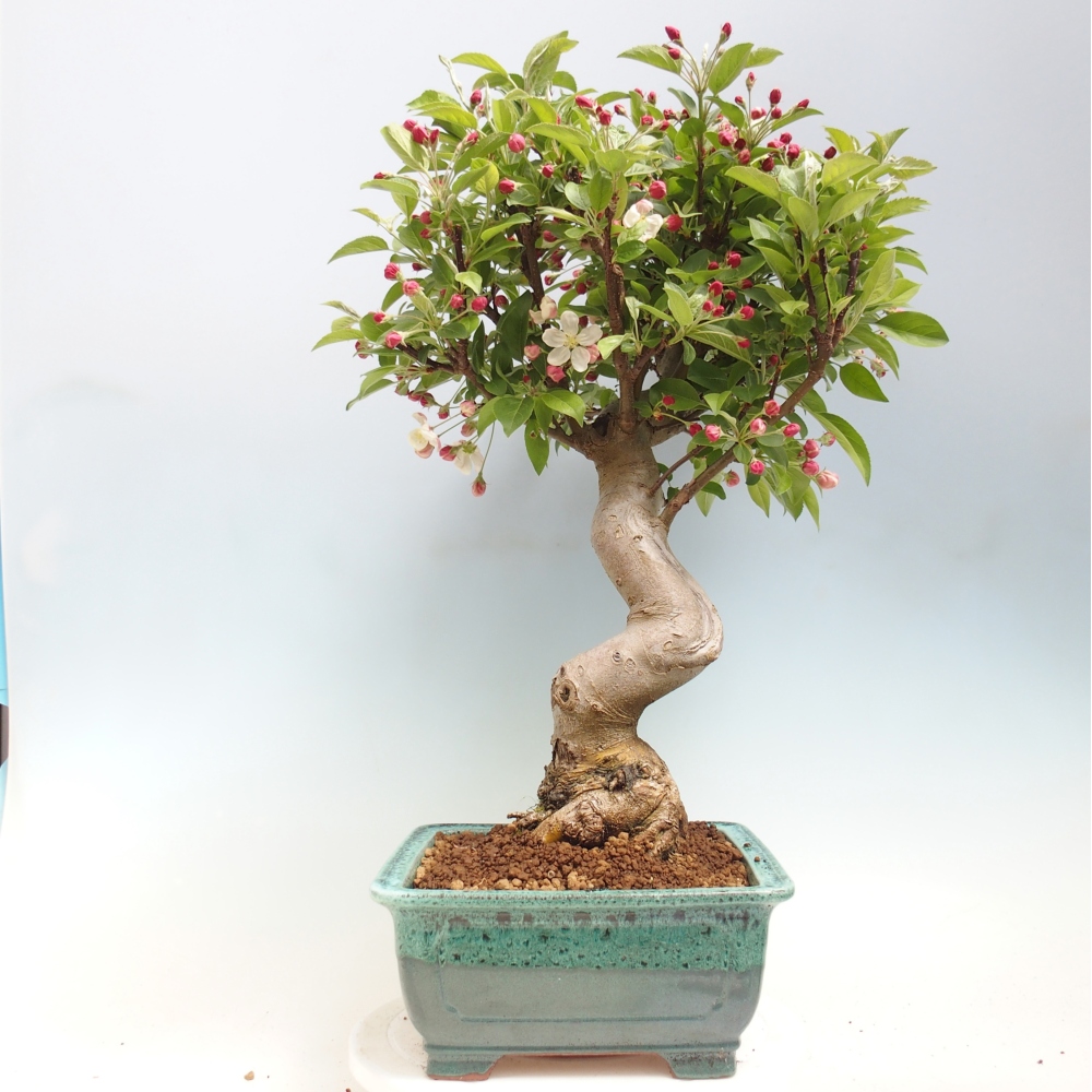 Outdoor bonsai -Malus halliana - Small-fruited apple tree
