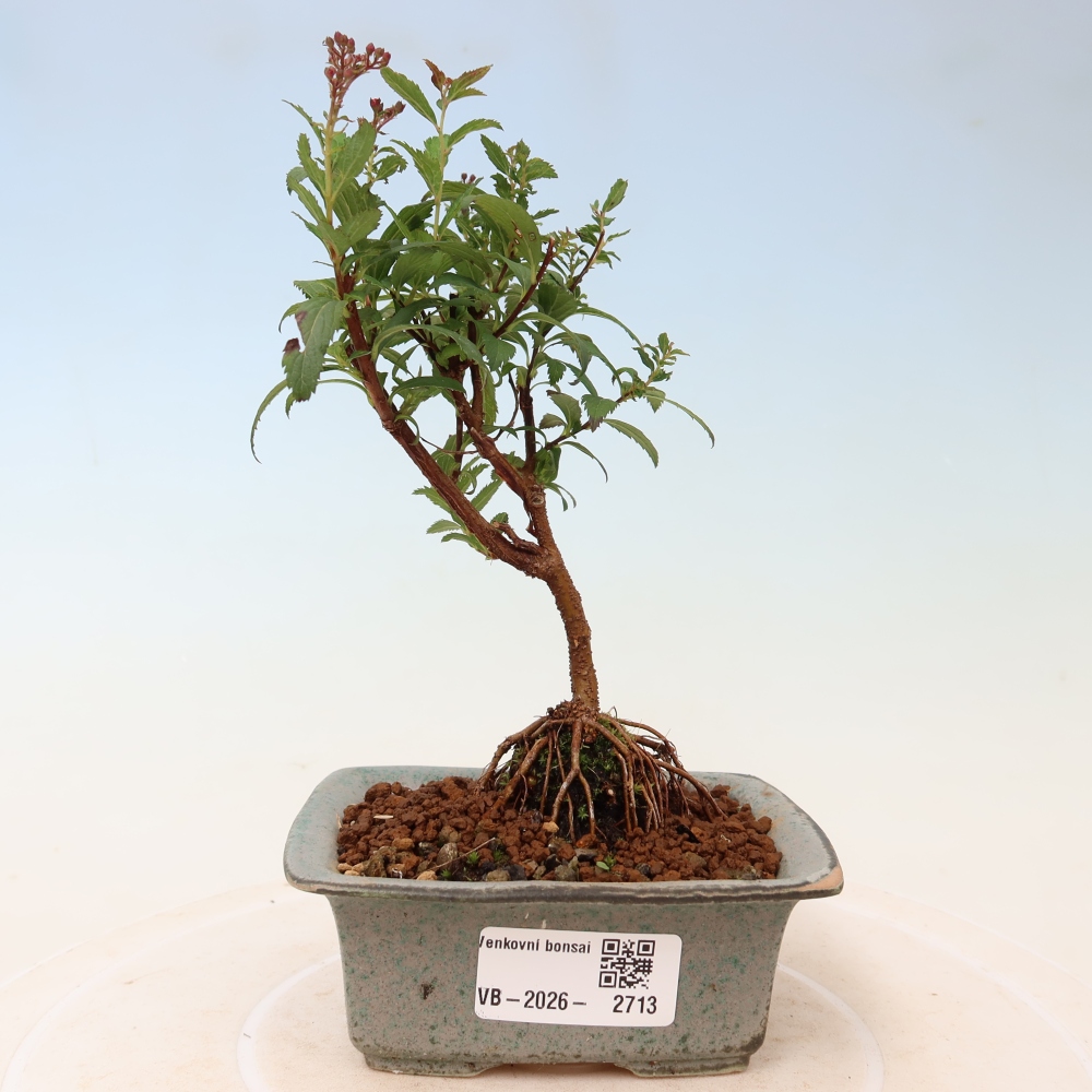 Outdoor Bonsai - Japanese Spirea - Spirea japonica 'Anthony Waterer'