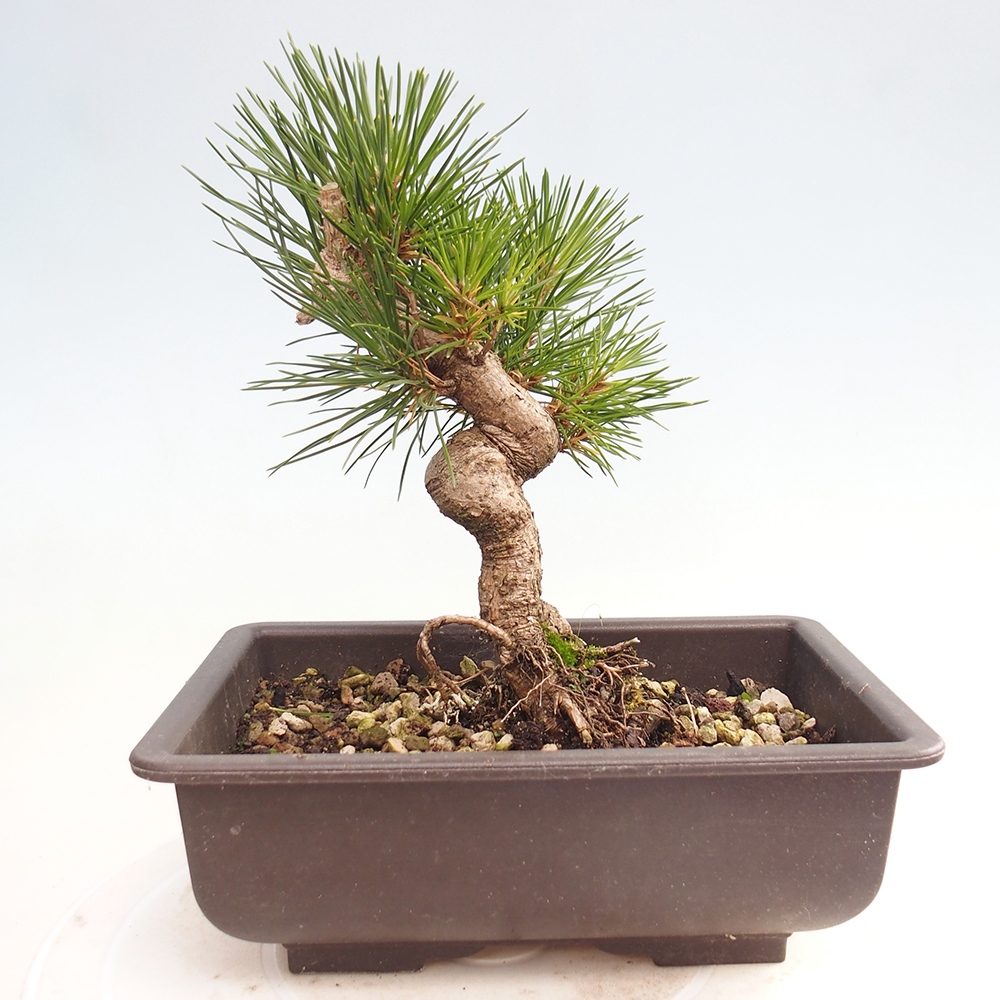 Outdoor bonsai - Pinus thunbergii - Thunberg pine