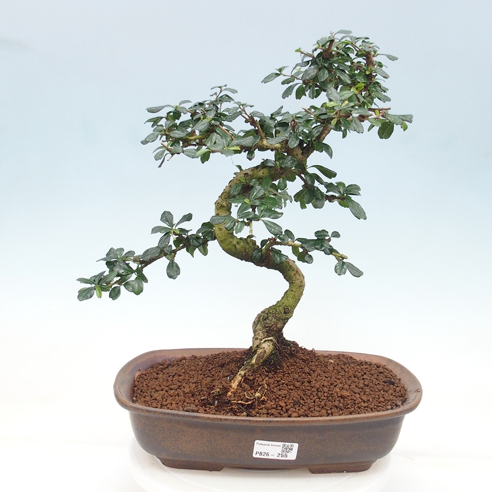Room bonsai - Carmona macrophylla - Tea fuki