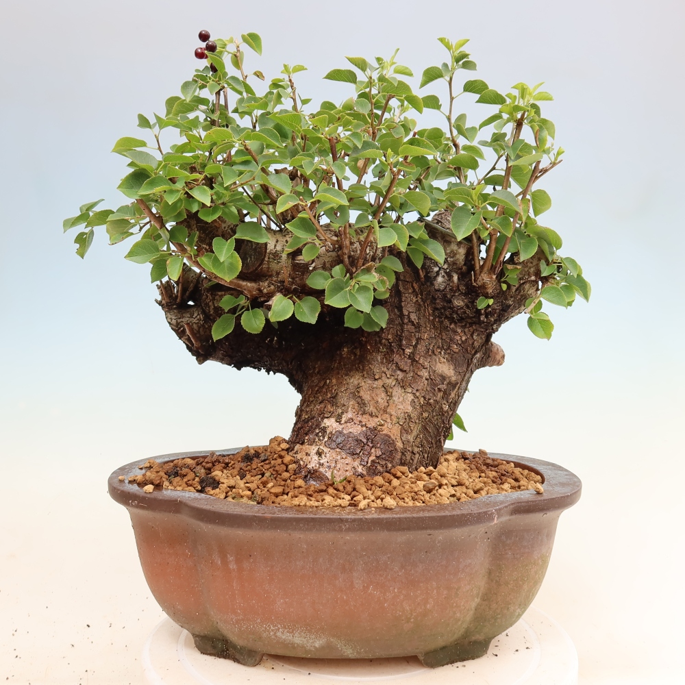 Outdoor Bonsai - Mahaleb - Prunus mahaleb