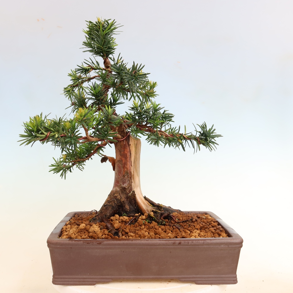 Outdoor Bonsai - Taxus cuspidata  - Japanese Yew