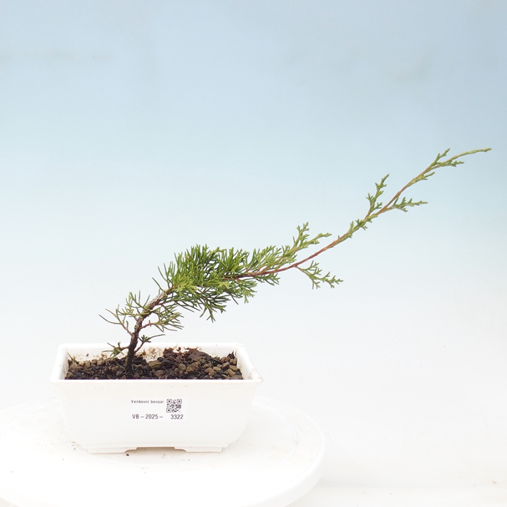 Outdoor bonsai - Juniperus chinensis Itoigawa - Chinese juniper