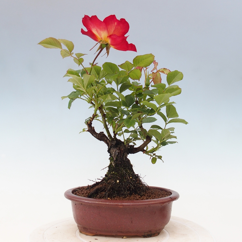 Outdoor bonsai - Rosa Kordes -  rose