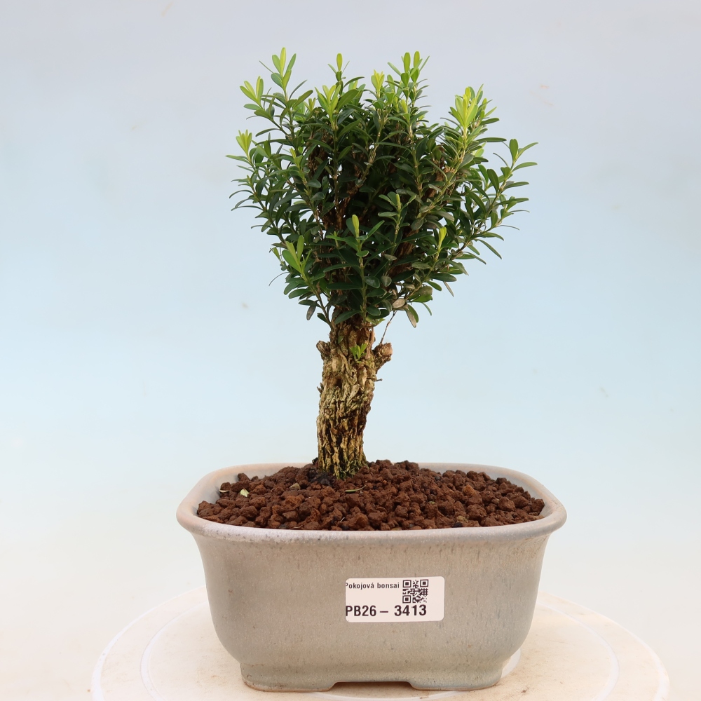 Room bonsai - Buxus harlandii - cork buxus