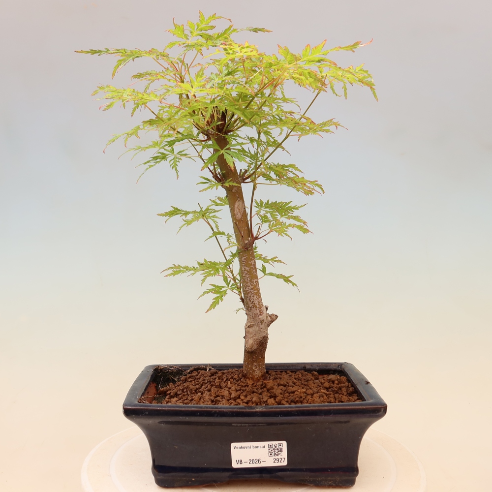Outdoor Bonsai - Acer palmatum Dissectum - Japanese Maple 