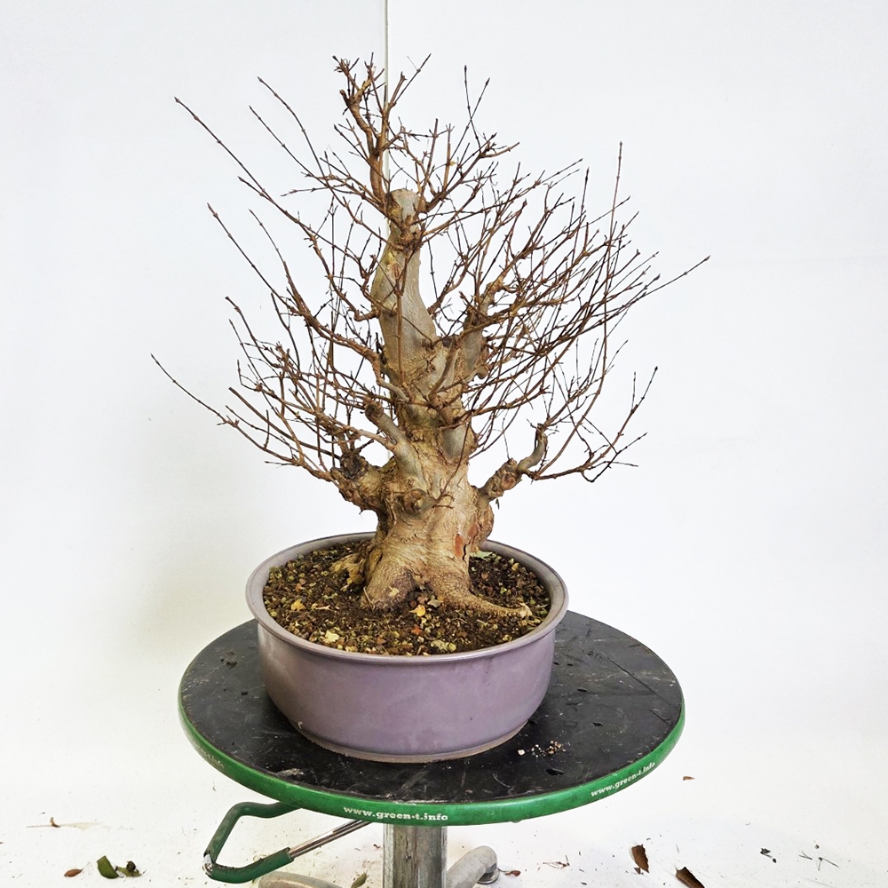 Outdoor bonsai Maple Burger - Acer Burgeriana