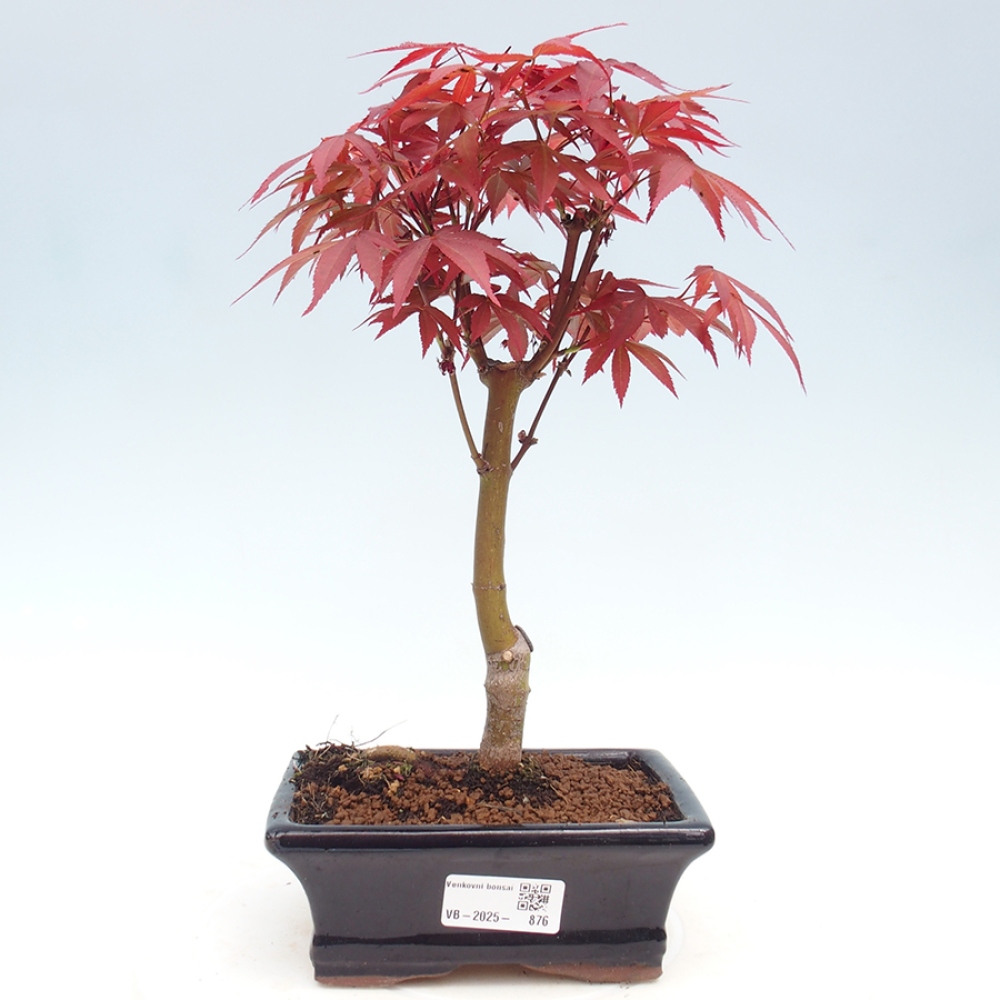Outdoor bonsai - Acer palm. Atropurpureum-Palmleaf Maple