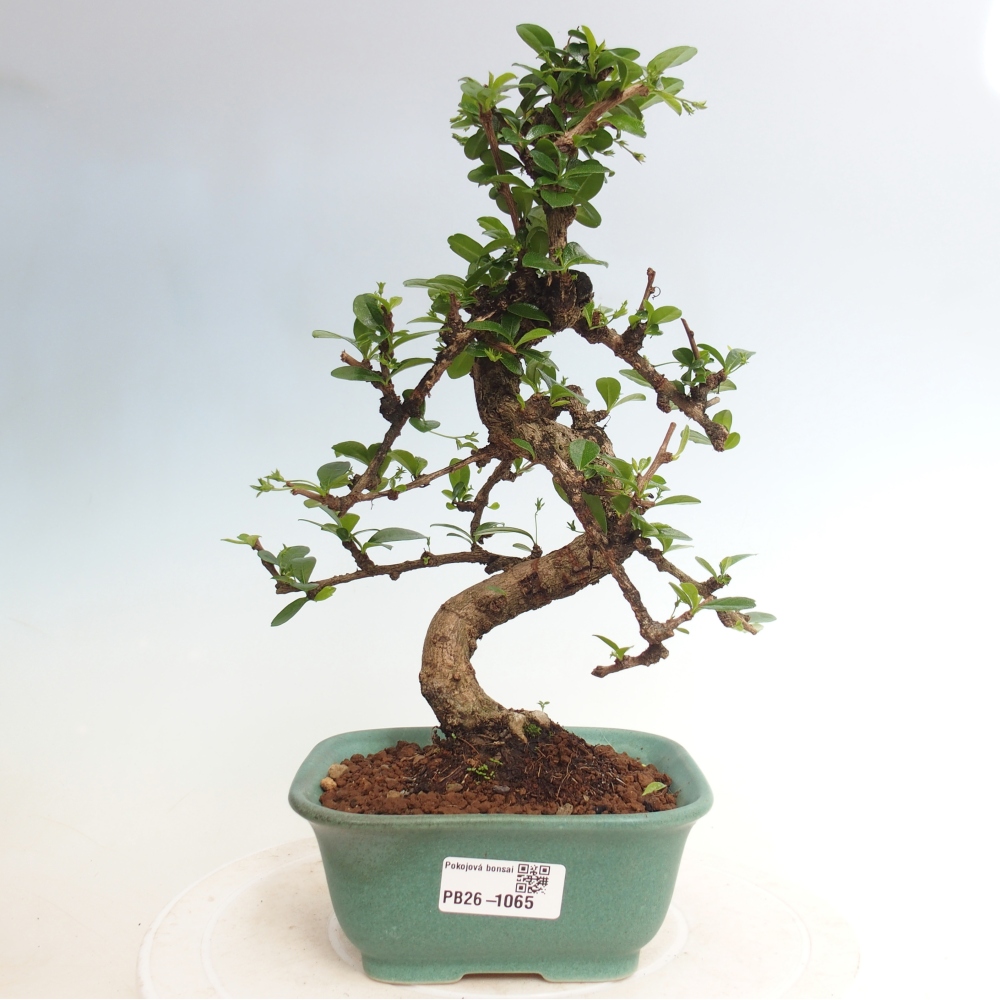 Room bonsai - Carmona macrophylla - Tea fuki