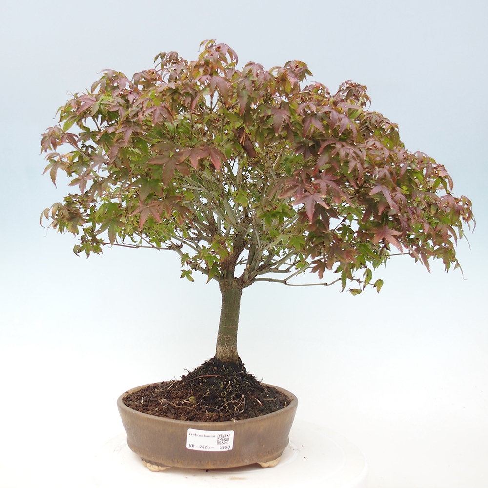 Acer palmatum KIOHIME - Palmetto maple
