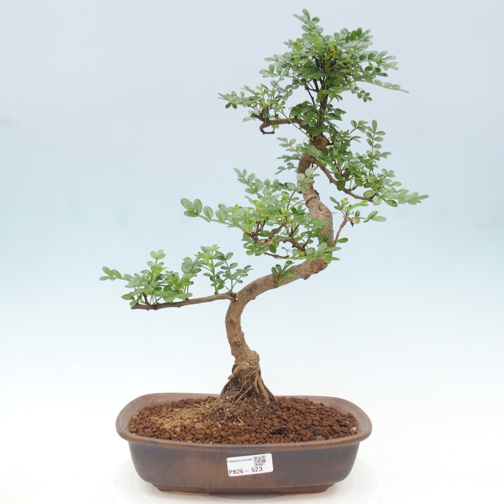 Room bonsai - Zantoxylum piperitum - pepper tree