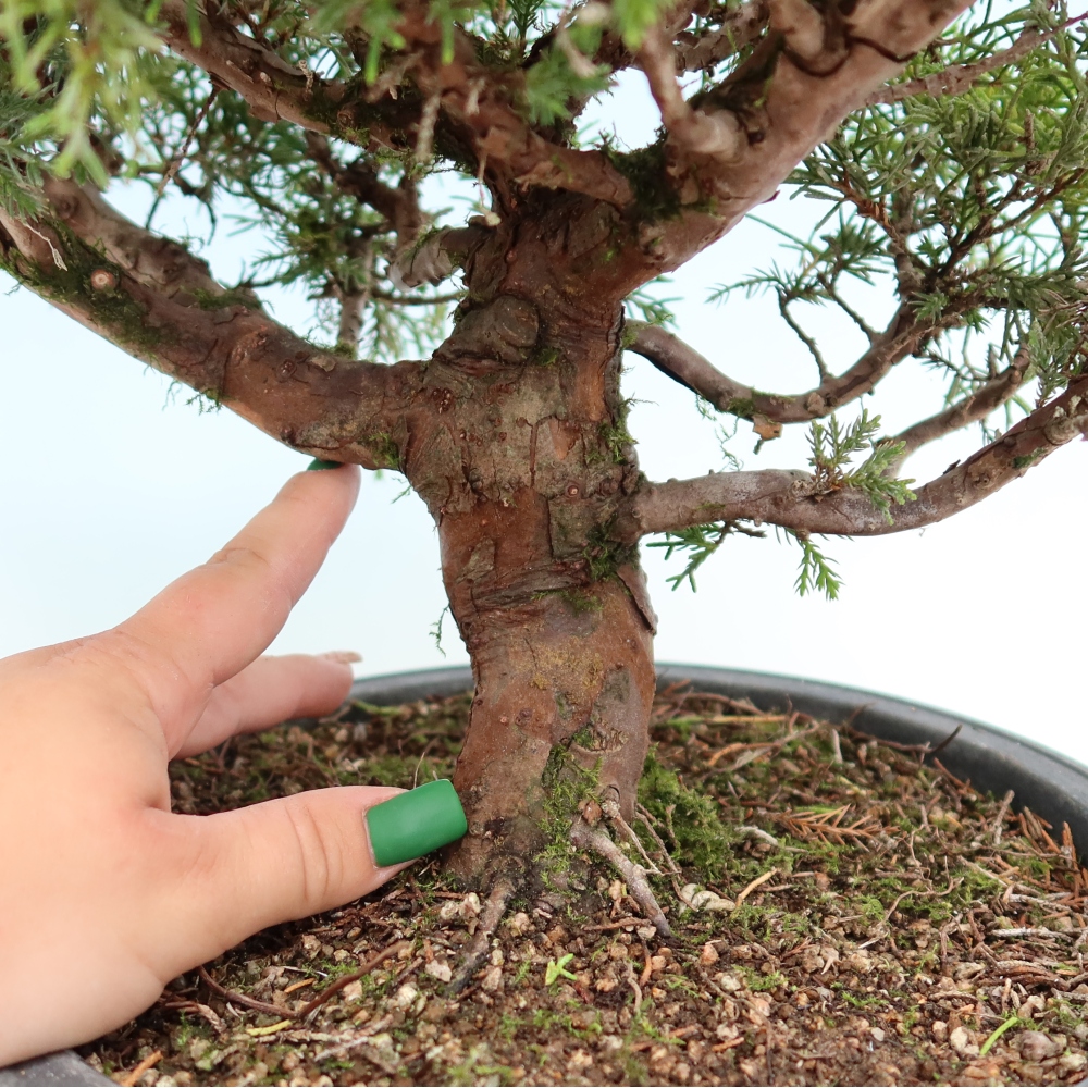 Outdoor Bonsai - Juniperus chinensis Itoigawa - Chinese Juniper