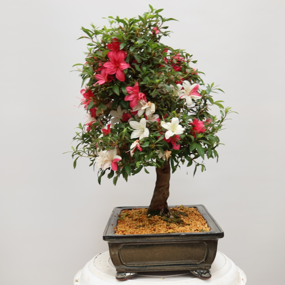 Outdoor bonsai - Japanese azalea - Azalea satsuki