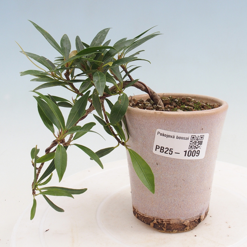 Indoor bonsai - Ficus nerifolia - small-leaved ficus