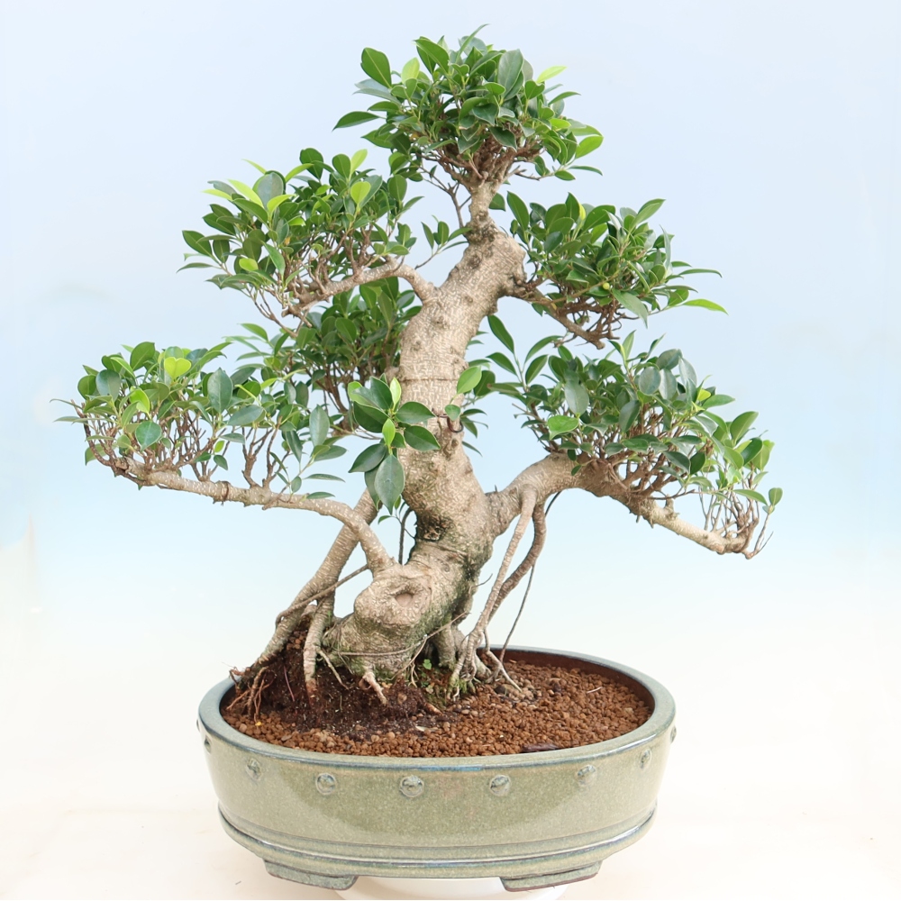 Room bonsai - Ficus kimmen - small-leaved ficus