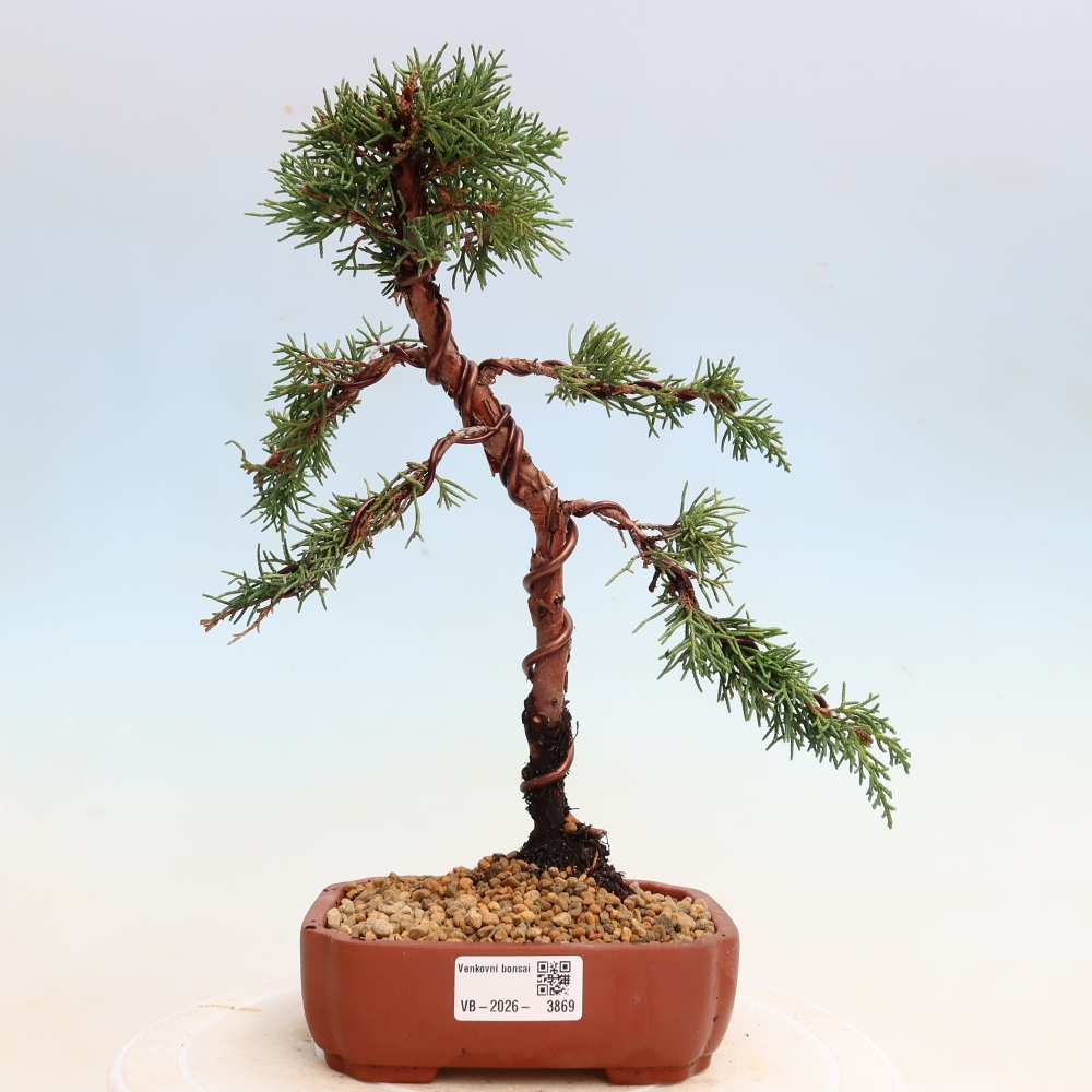 Outdoor bonsai - Juniperus chinensis Kishu