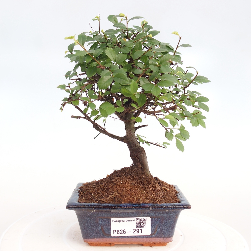 Room bonsai - Ulmus parvifolia - Small-leaved elm