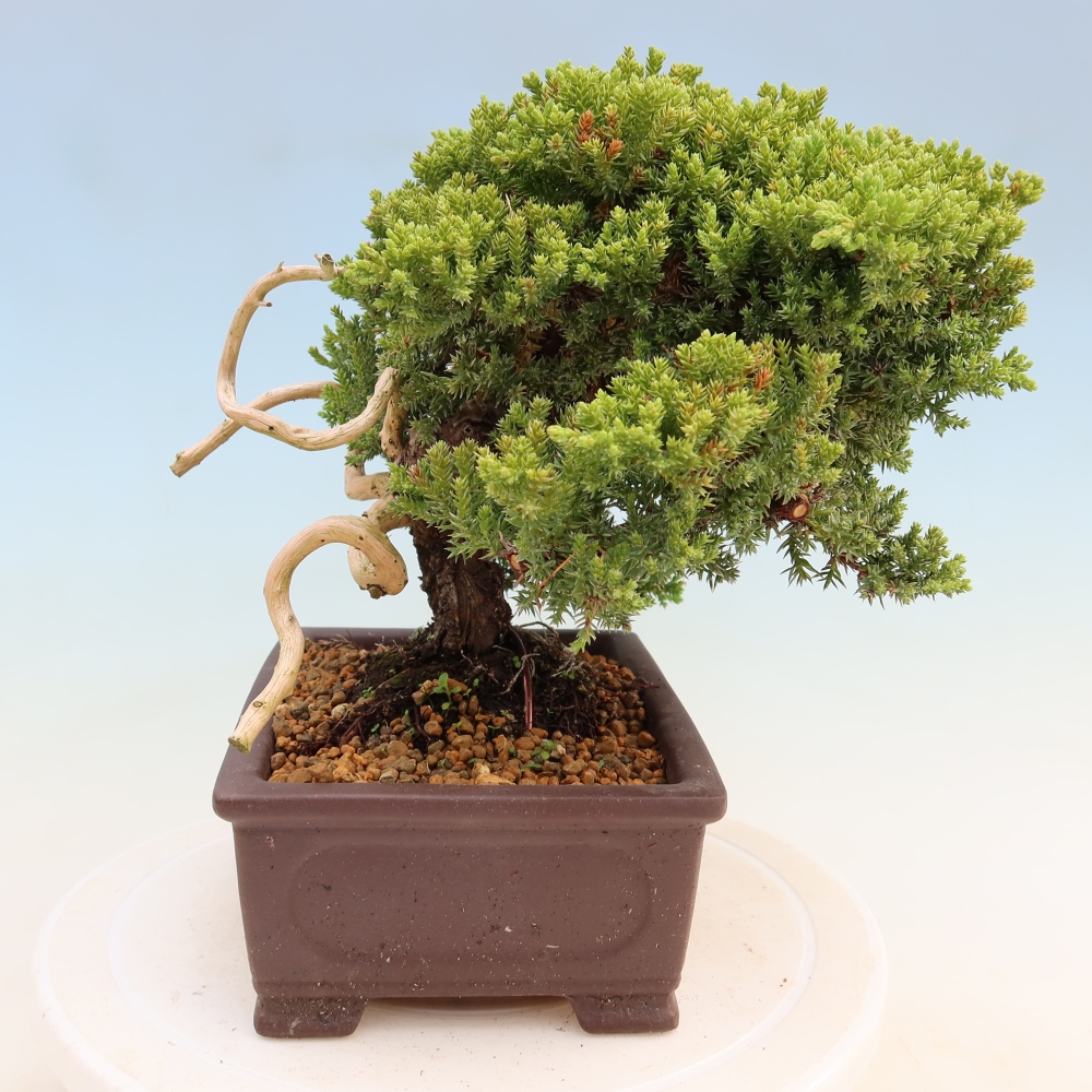 Outdoor Bonsai - Juniperus procumbens - Creeping Juniper