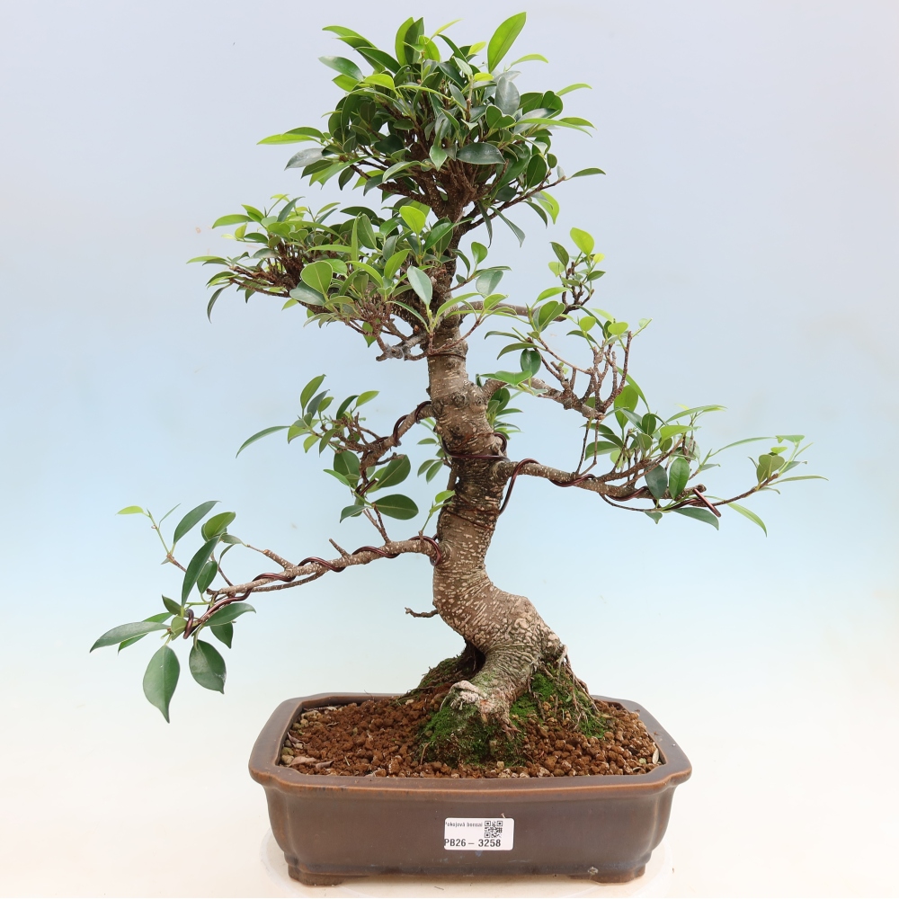 Room bonsai - Ficus kimmen - small-leaved ficus