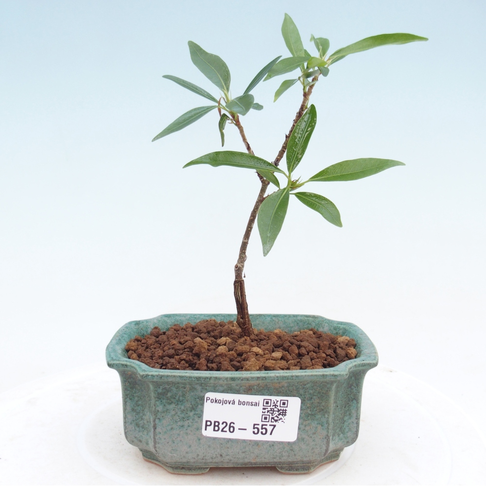 Room bonsai - Ficus nerifolia - small-leaved ficus